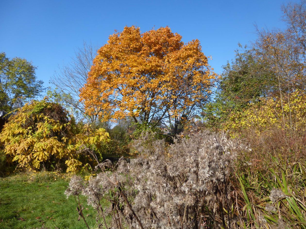 Herbstfärbung im BN-Garten