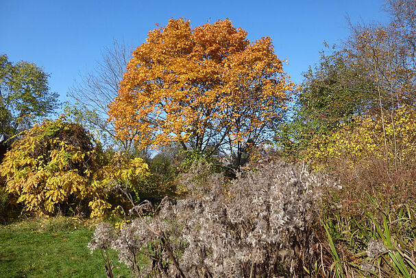 Leuchtende Herbstfarben im BN-Garten