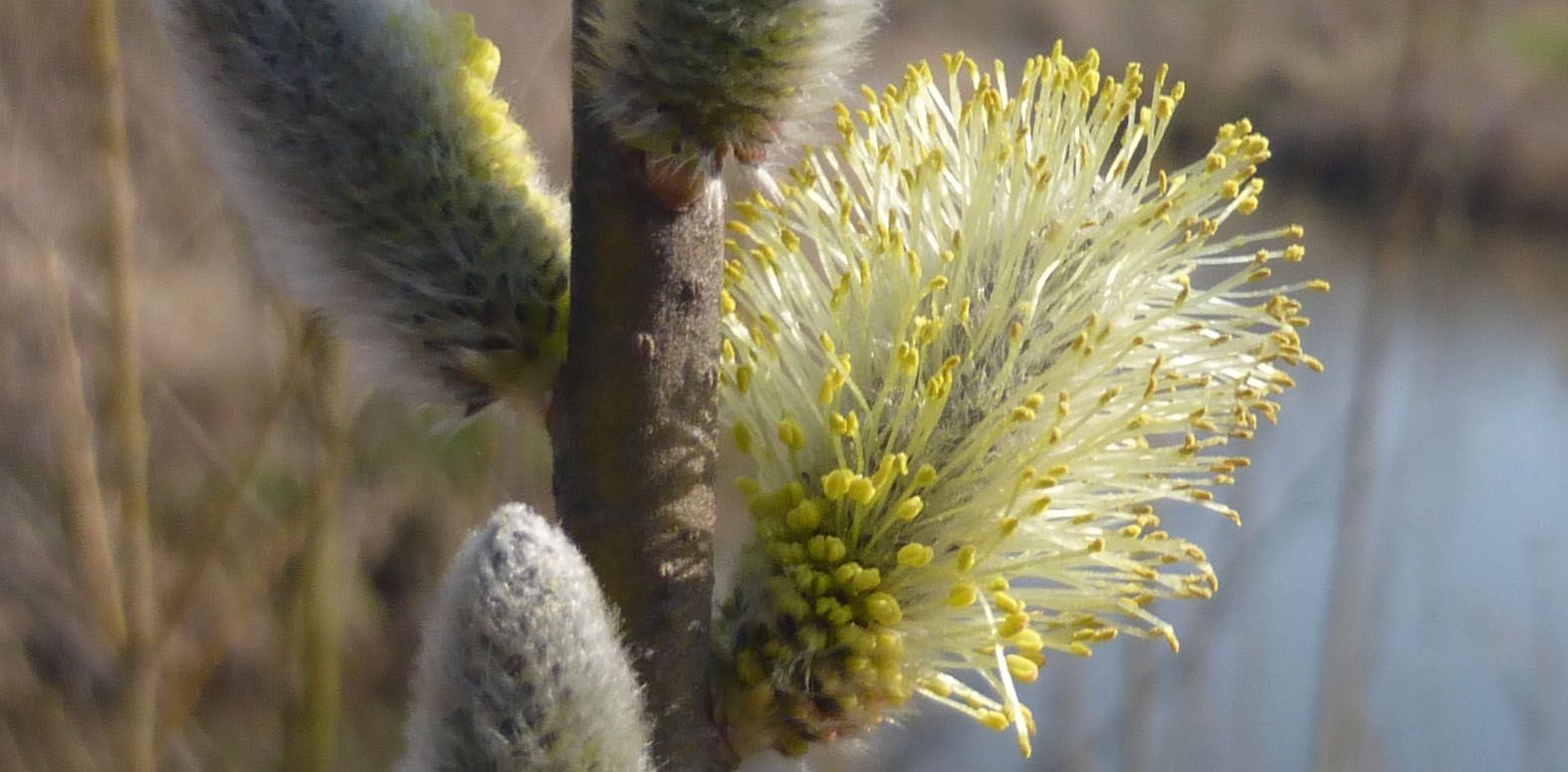 Weidenkätzchen im zeitigen Frühjahr Weidenkätzchen im zeitigen Frühjahr