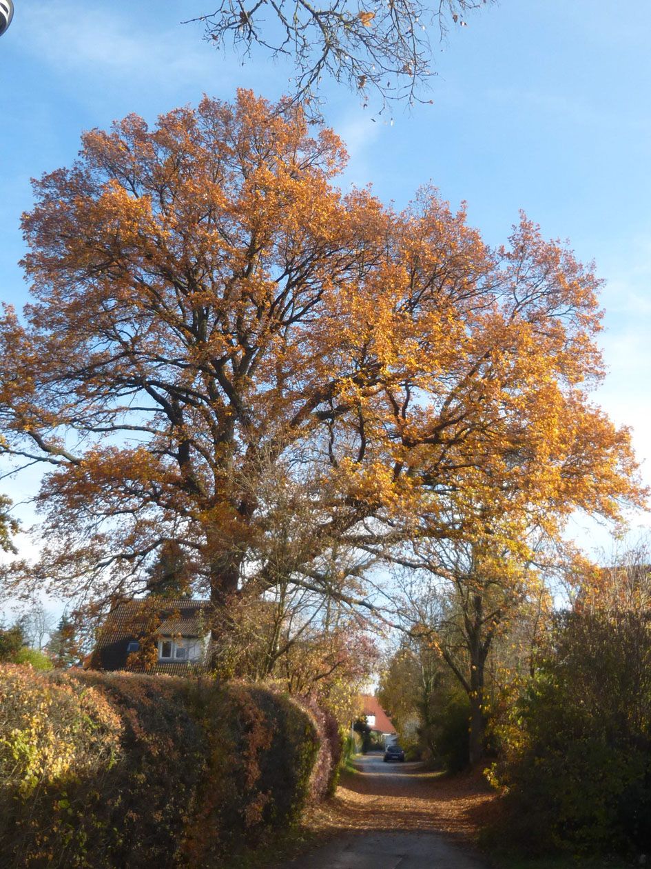 Baum Naturdenkmal Fürth