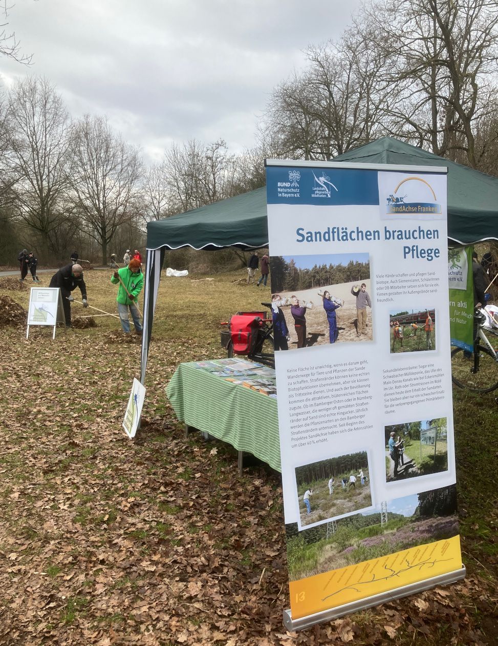 Sandachse Franken Biotoppflege BUND Naturschutz Fürth