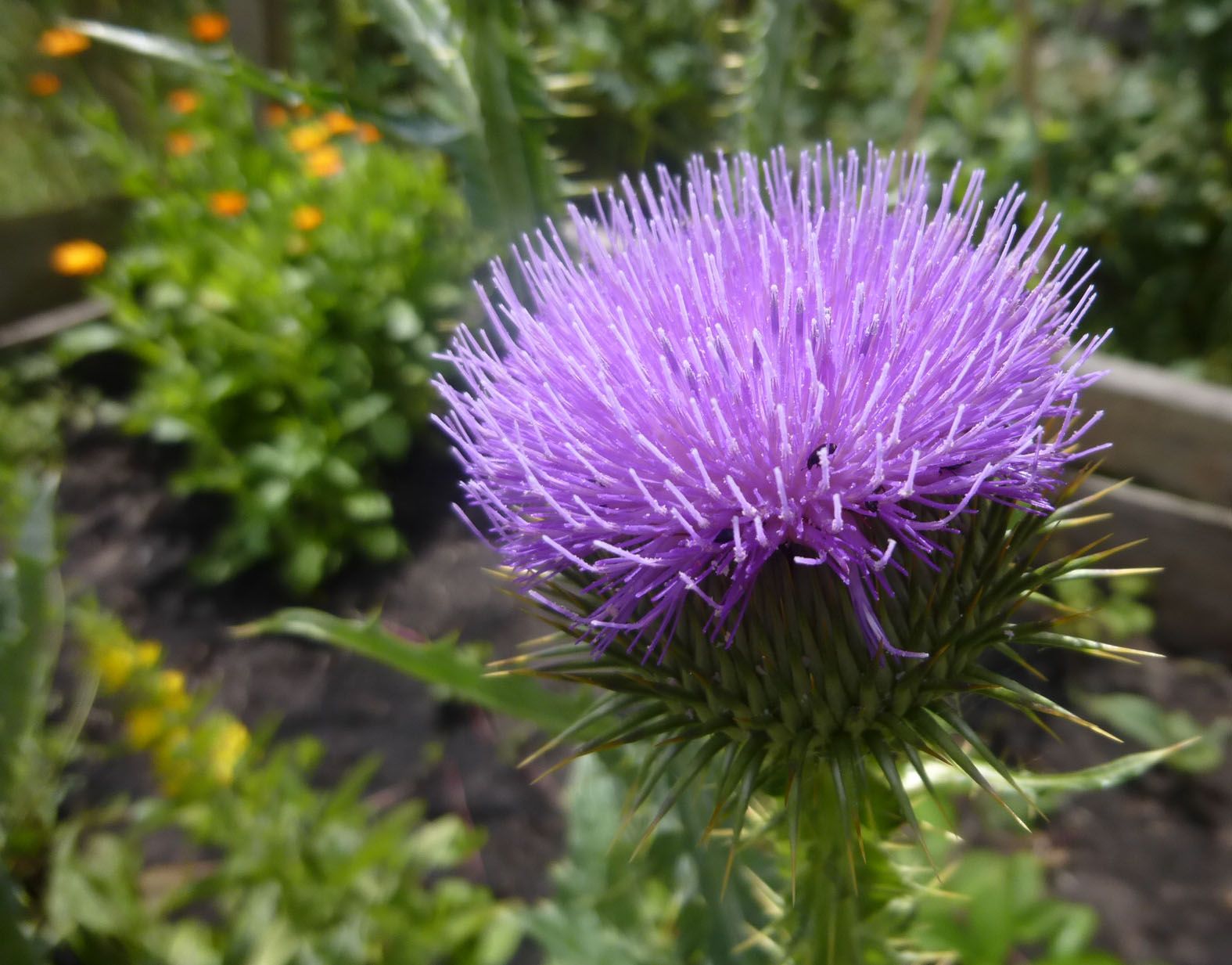 Blühende Eselsdistel
