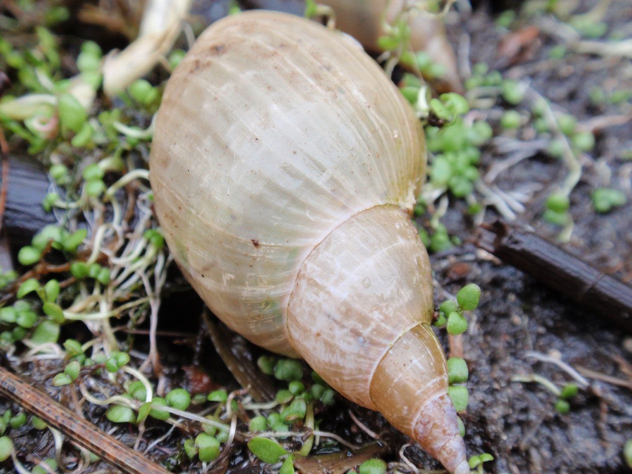 Spitzschlammschnecke im BN-Garten