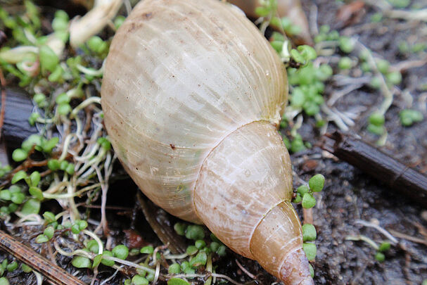 Spitzschlammschnecke im BN-Garten