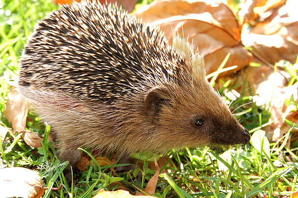 im Garten Igel im Garten