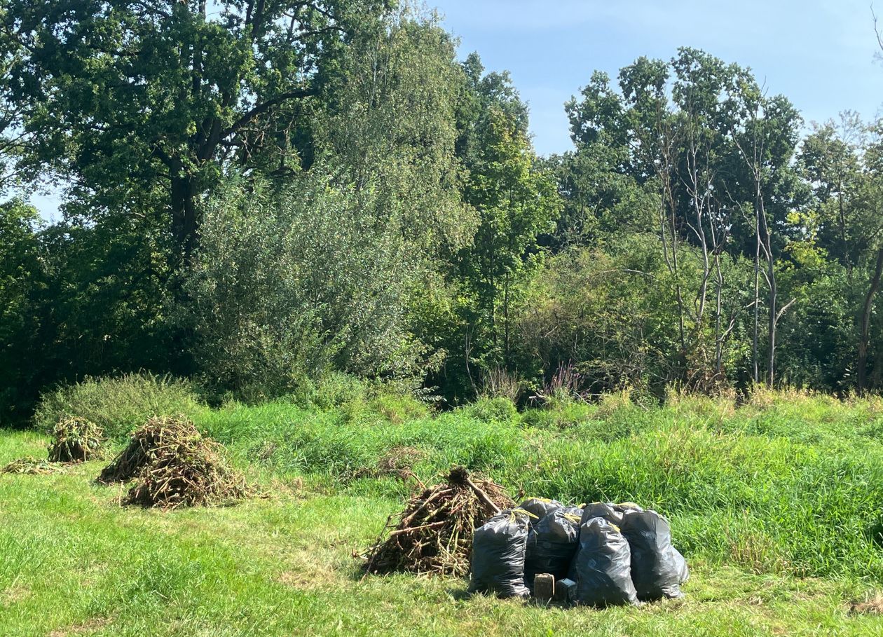Blüten- und Samenstände wurden in Säcke eingepackt um weitere Verbreitung zu verhindern