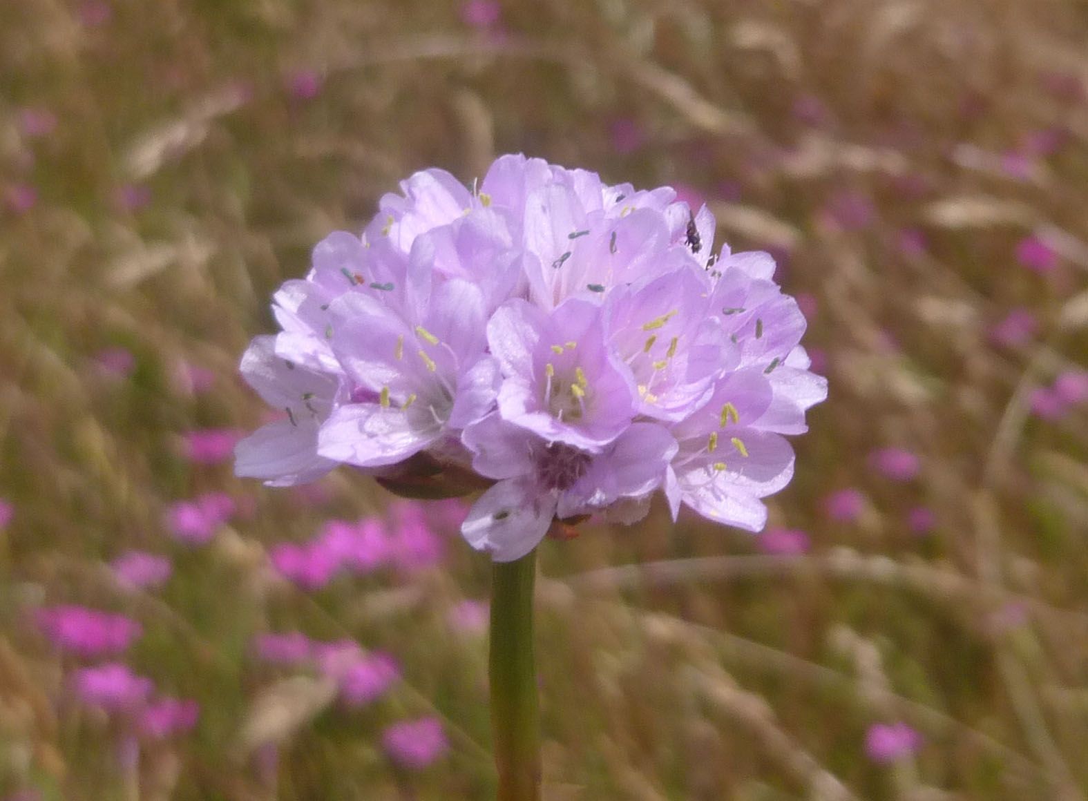 Blühende Sandgrasnelke