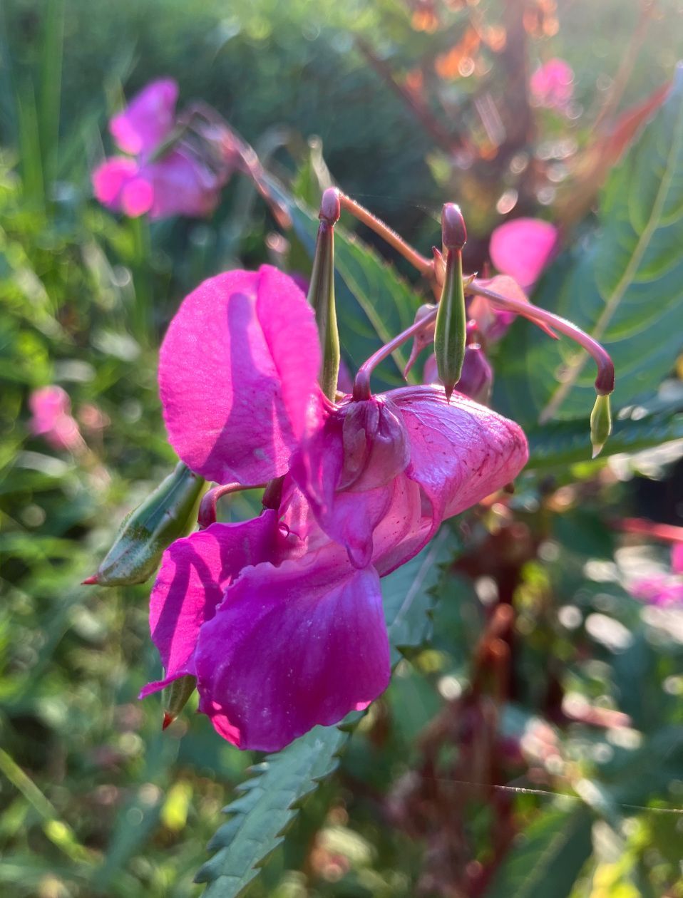 Die Blüte des Indischen oder Drüsigen Springkrauts