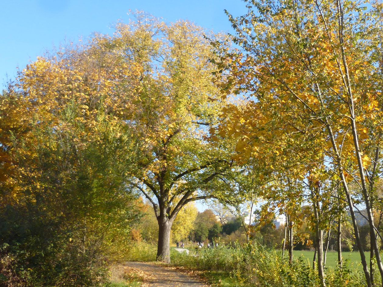 Große Ulme am Rand des Pegnitztals