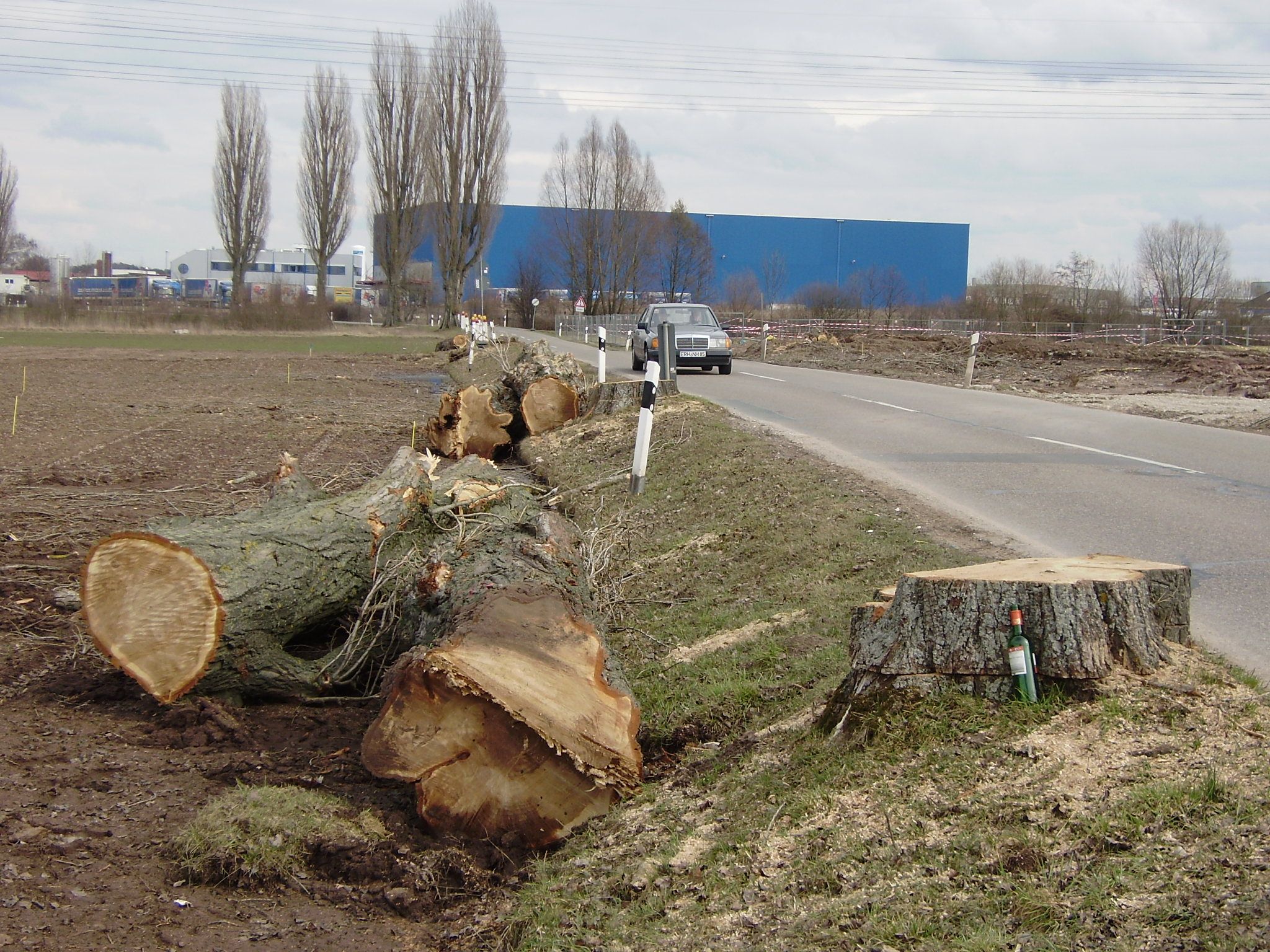 Baumfällung Fürth-Steinach