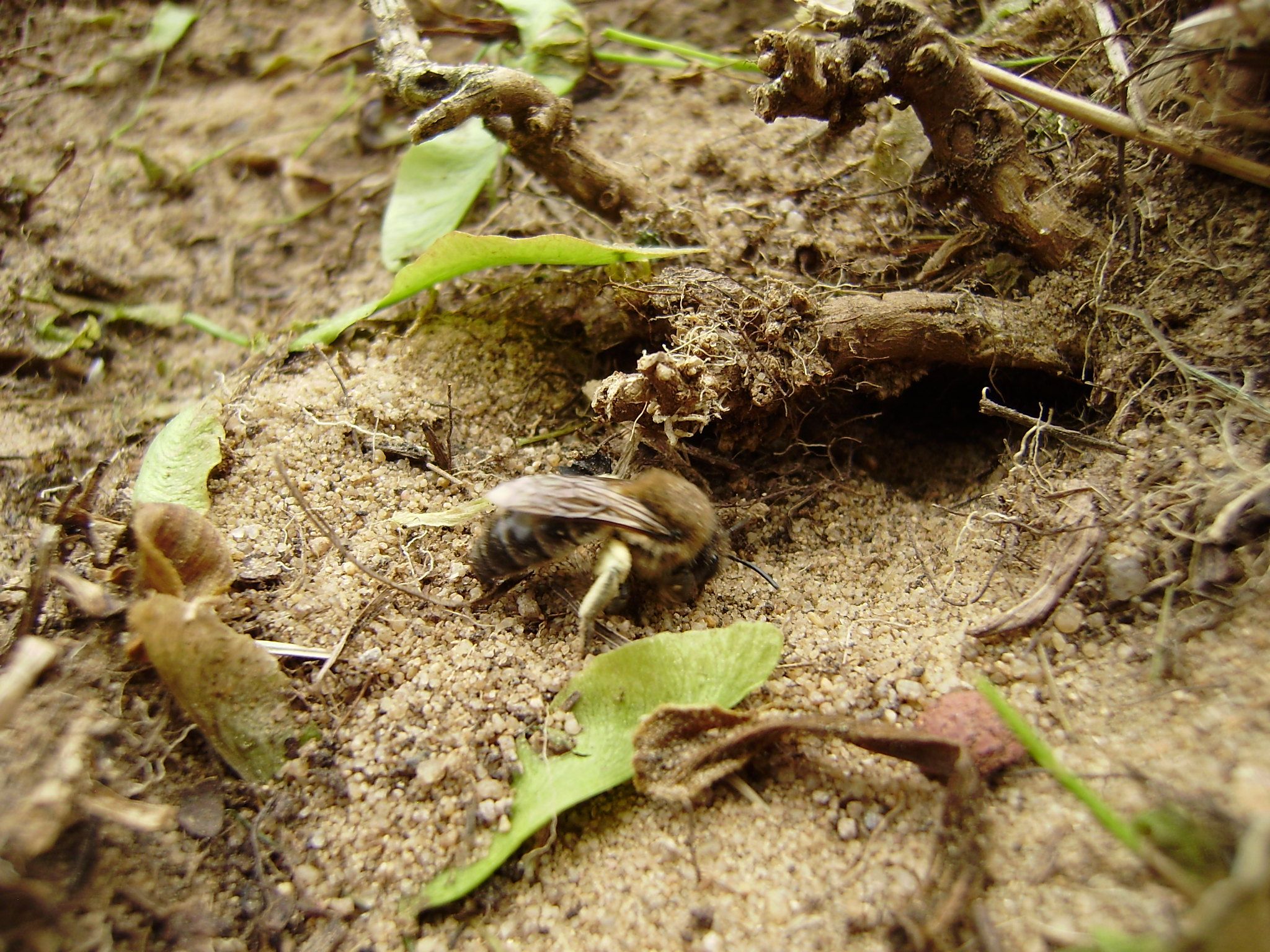 Sandbiene beim Bau einer Brutröhre