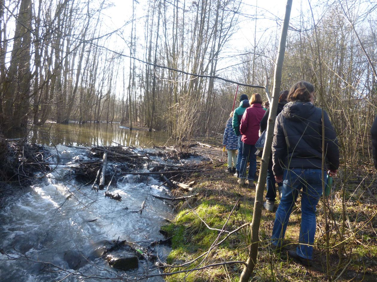 Am Biberdamm am Farrnbach