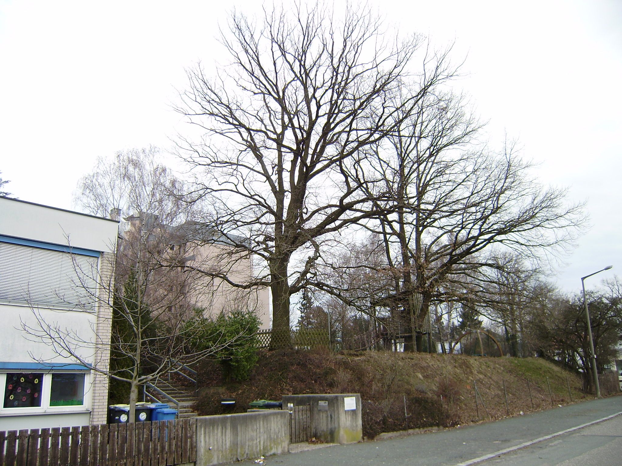 Baum Naturdenkmal Fürth