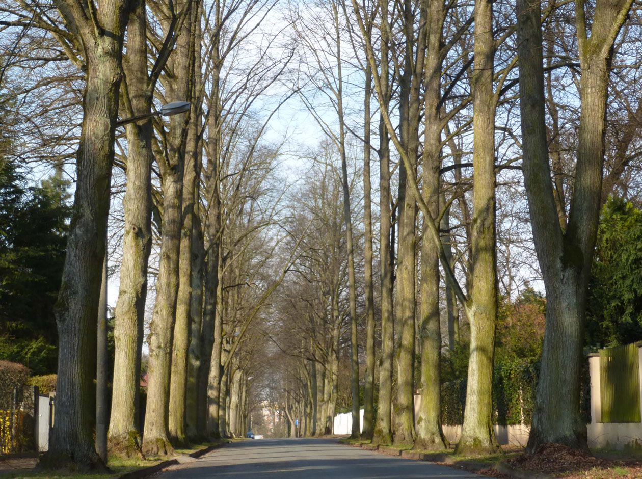 Lindenallee Uhlandstraße