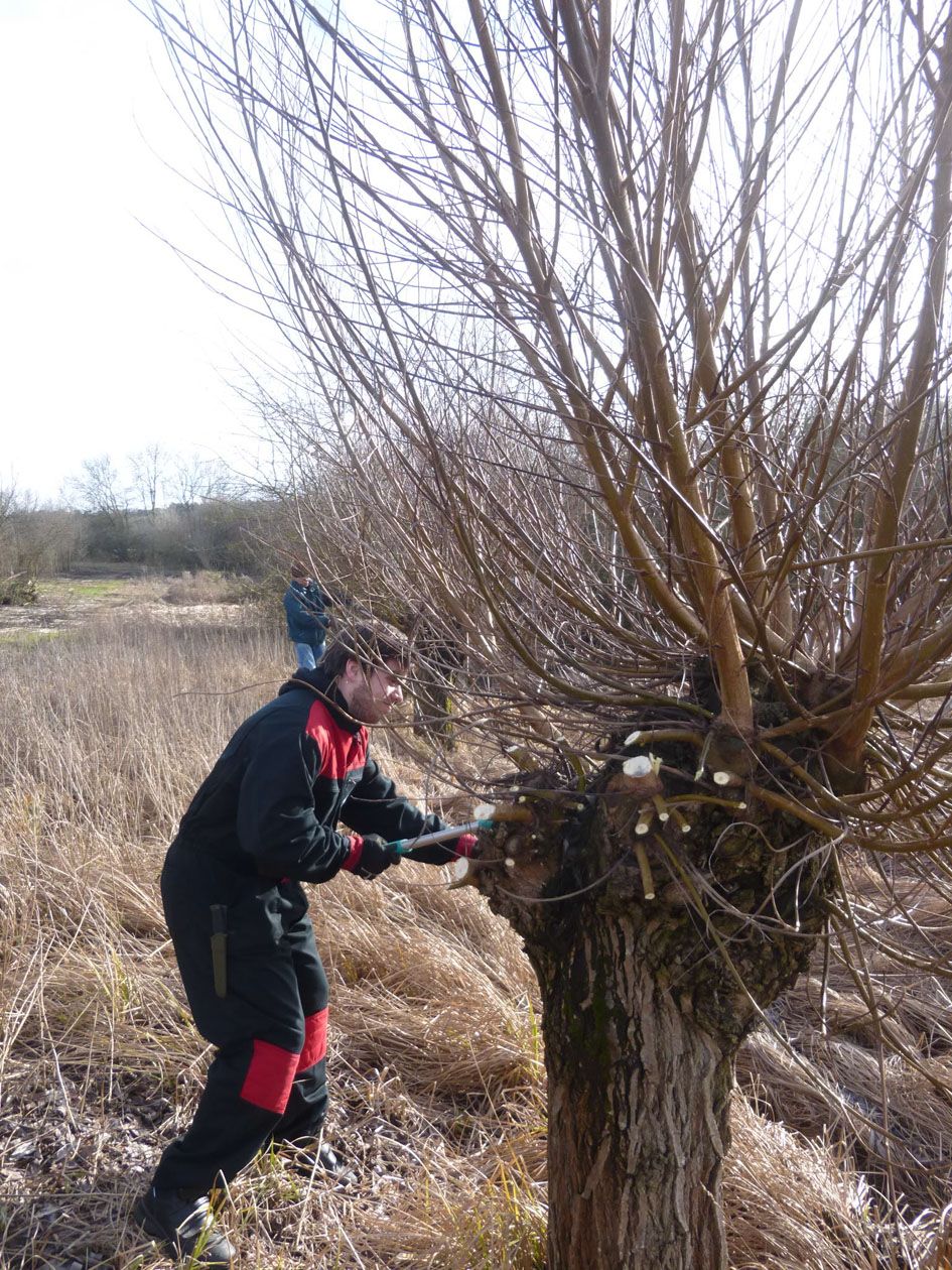Beim Schnitt der Kopfweiden