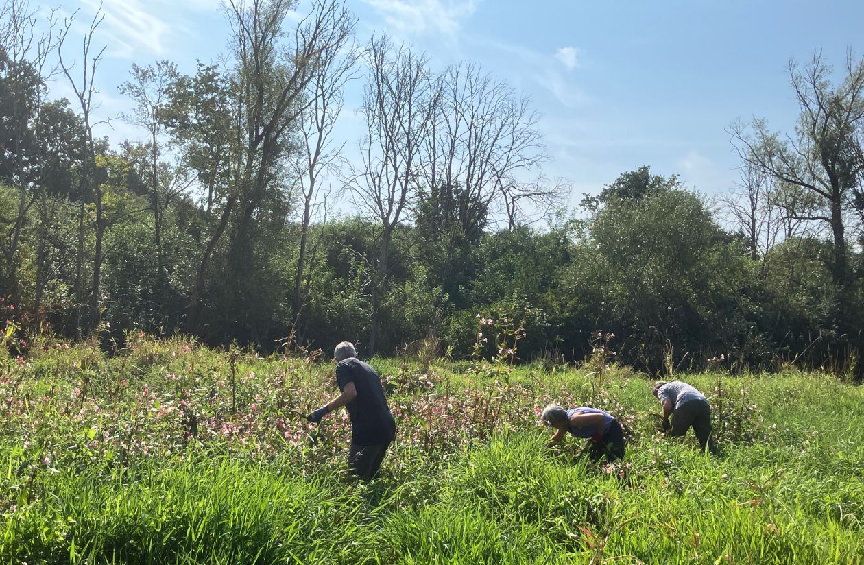 Zum Glück lässt sich die invasive Pflanze leicht entfernen