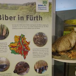 BN-Biberausstellung im Stadtmuseum Fürth BN-Biberausstellung im Stadtmuseum Fürth