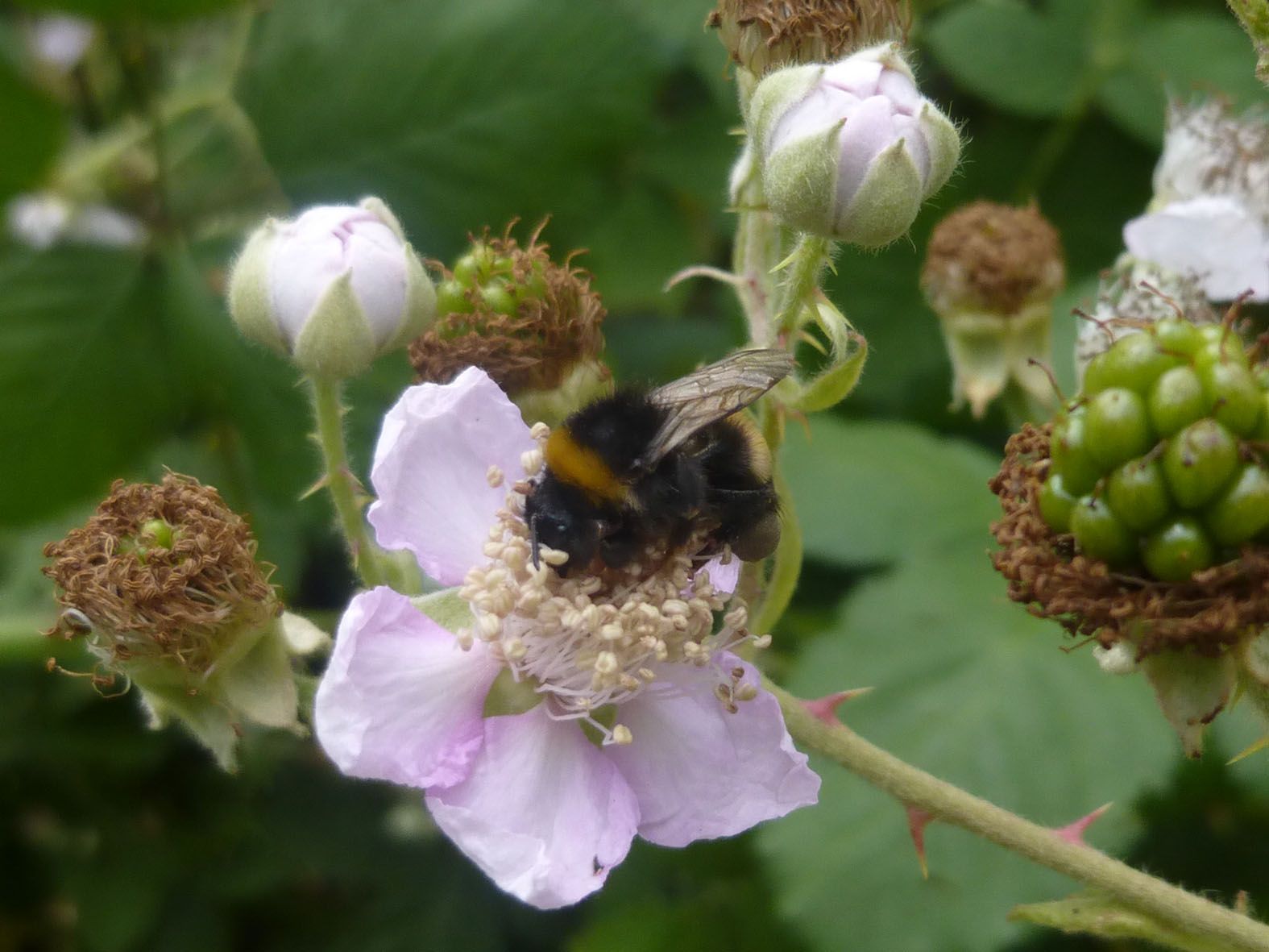 Erdhummel auf Brombeerblüte