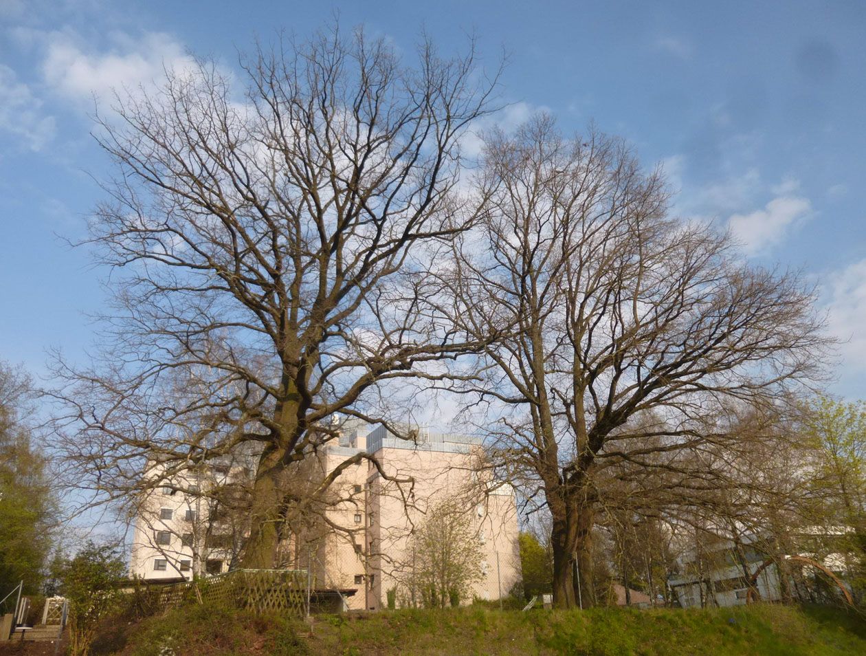 Baum Naturdenkmal Fürth