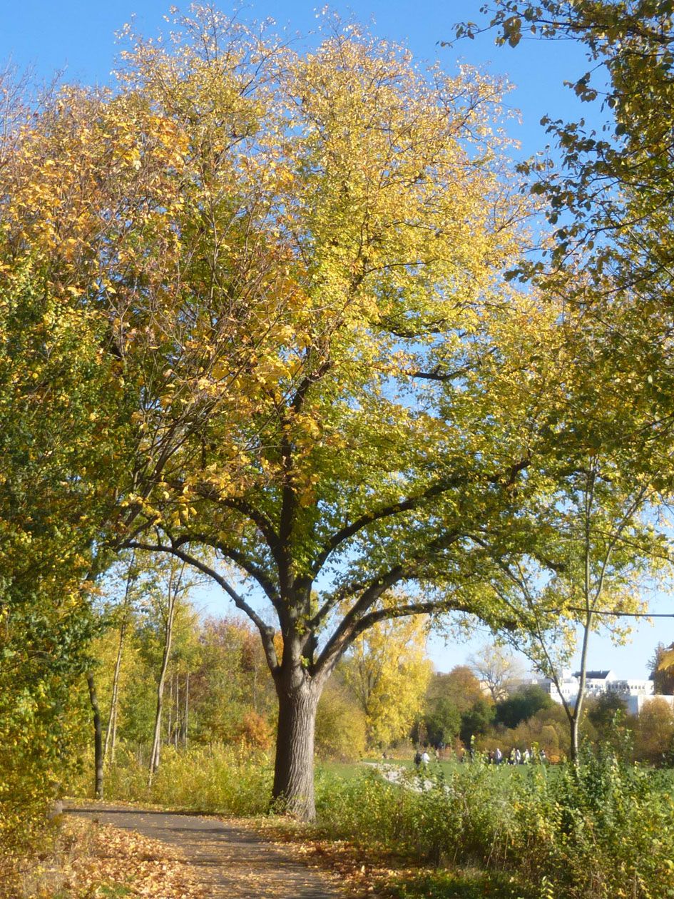 Baum Naturdenkmal Fürth