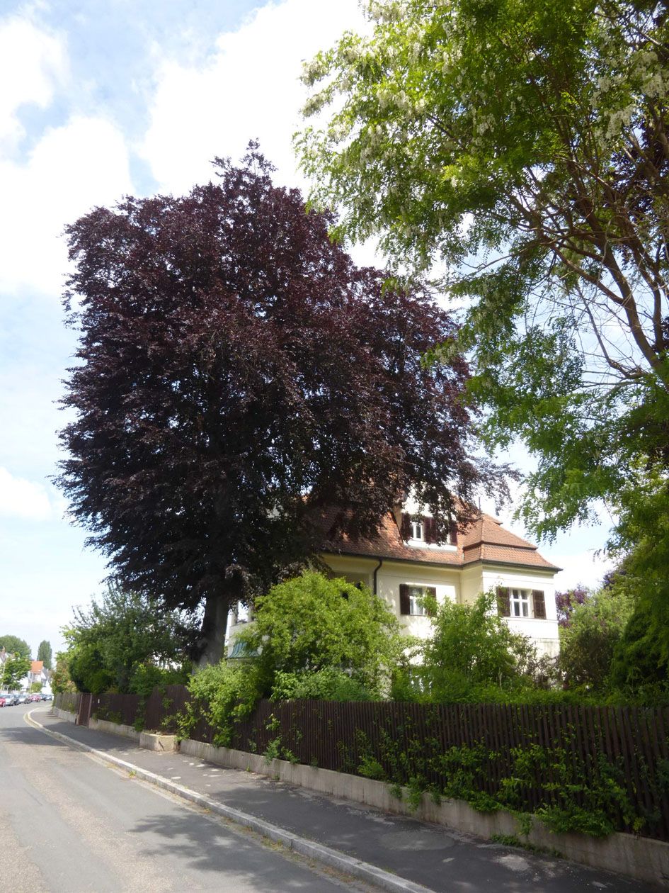 Blutbuche Kutzerstraße