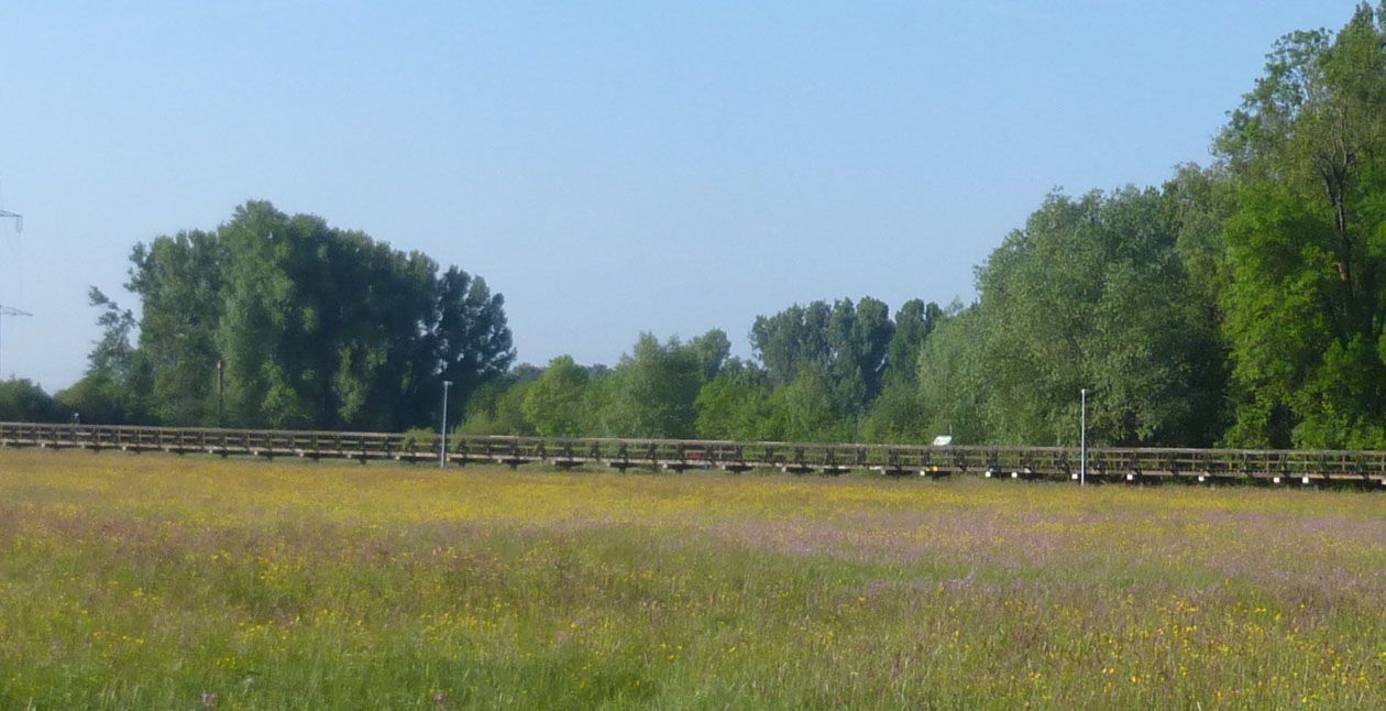 Hardsteg durch die blühenden Wiesen