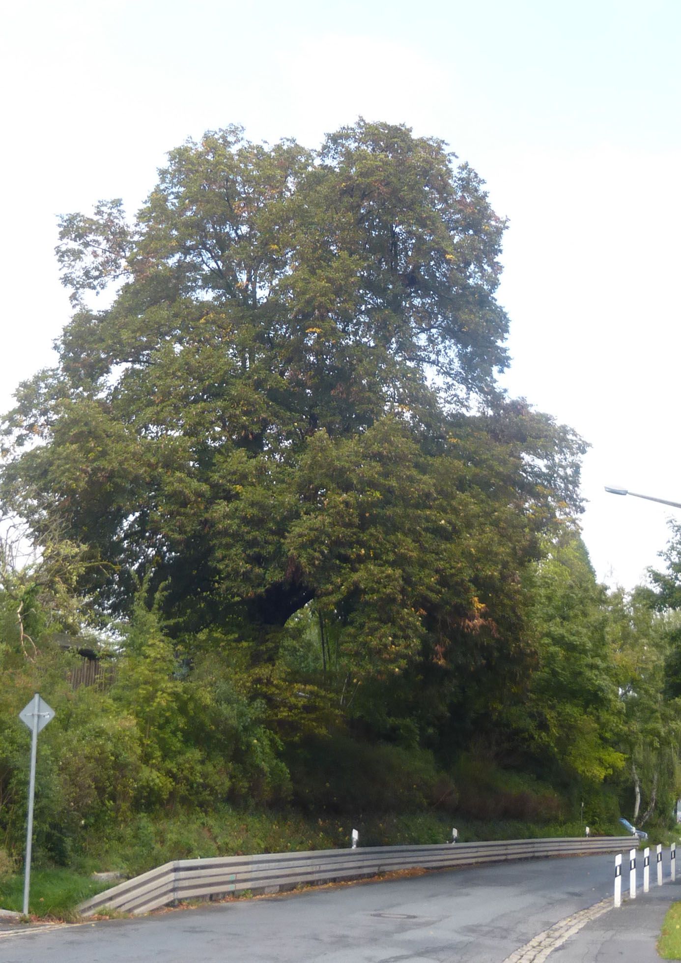 Baum Naturdenkmal Fürth