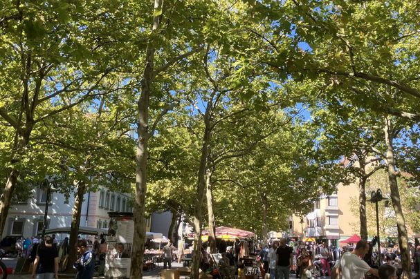 Löwenplatz, Fürth, besser leben, Bäume 