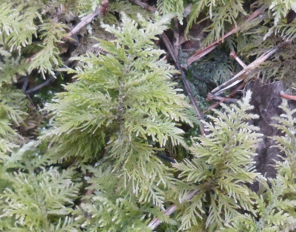 Tamarisken-Thujamoos im Fürther Stadtwald