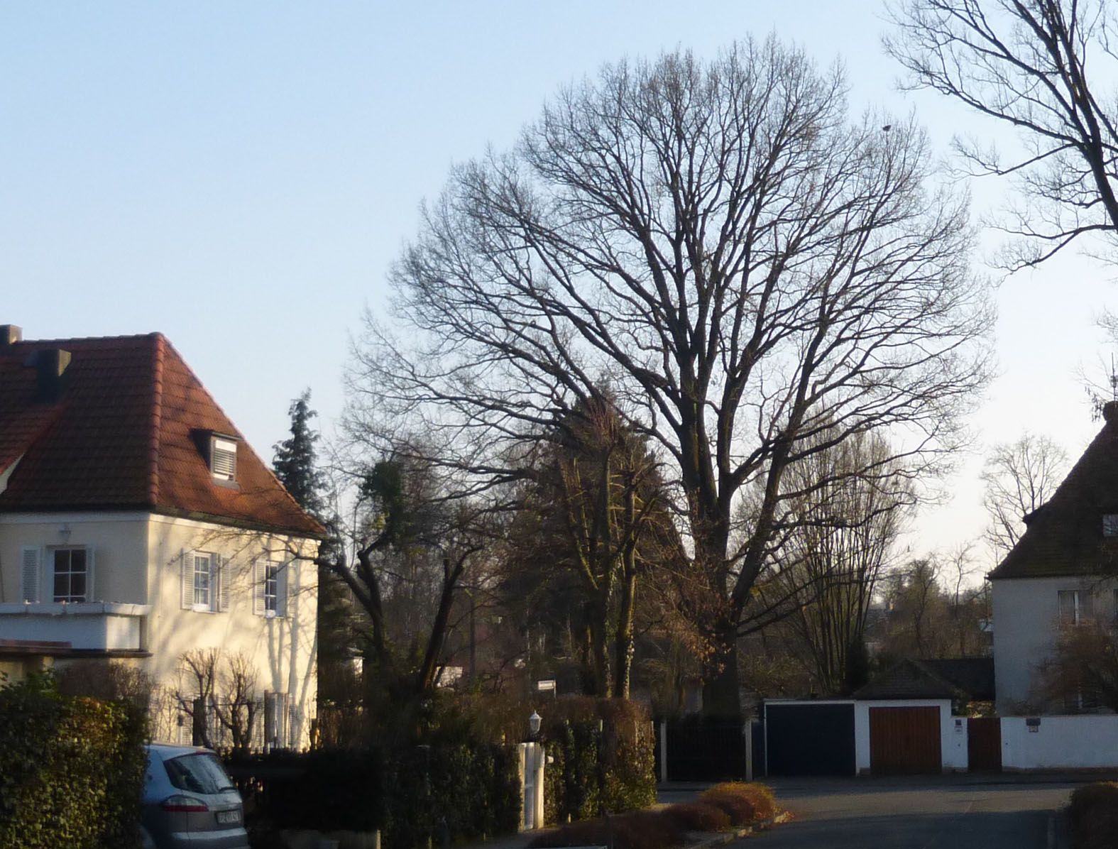 Baum Naturdenkmal Fürth