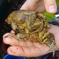 Viele Männchen suchen sich schon bei der Wanderung ihre Auserwählte