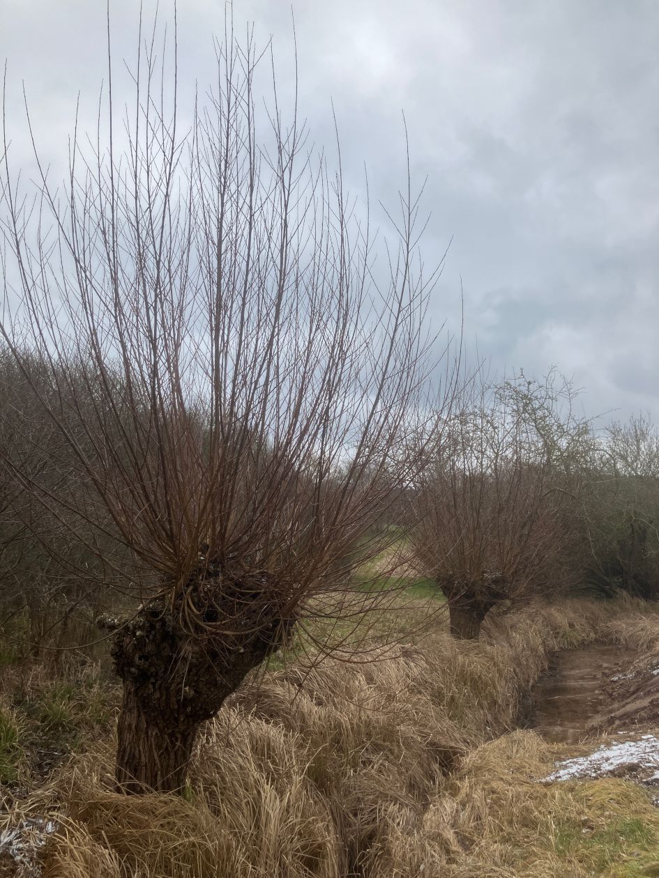 Kopfweiden Burgfarrnbach BUND Naturschutz Fürth