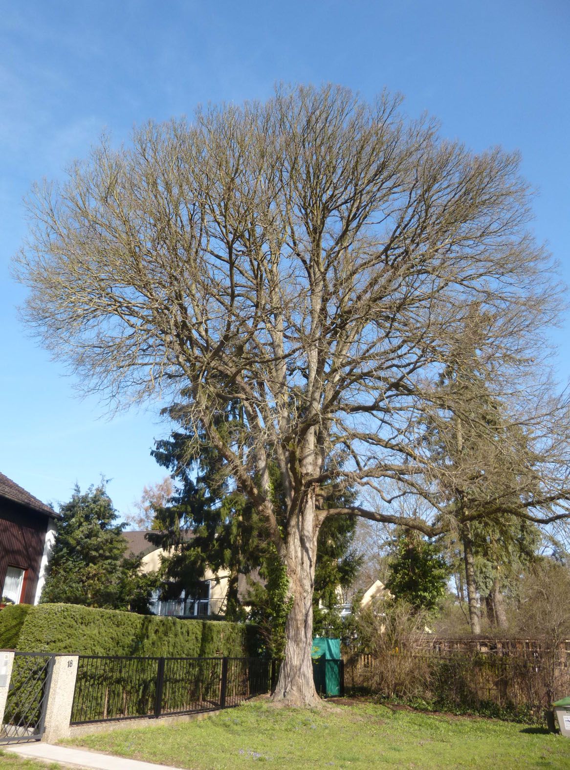 Baum Naturdenkmal Fürth