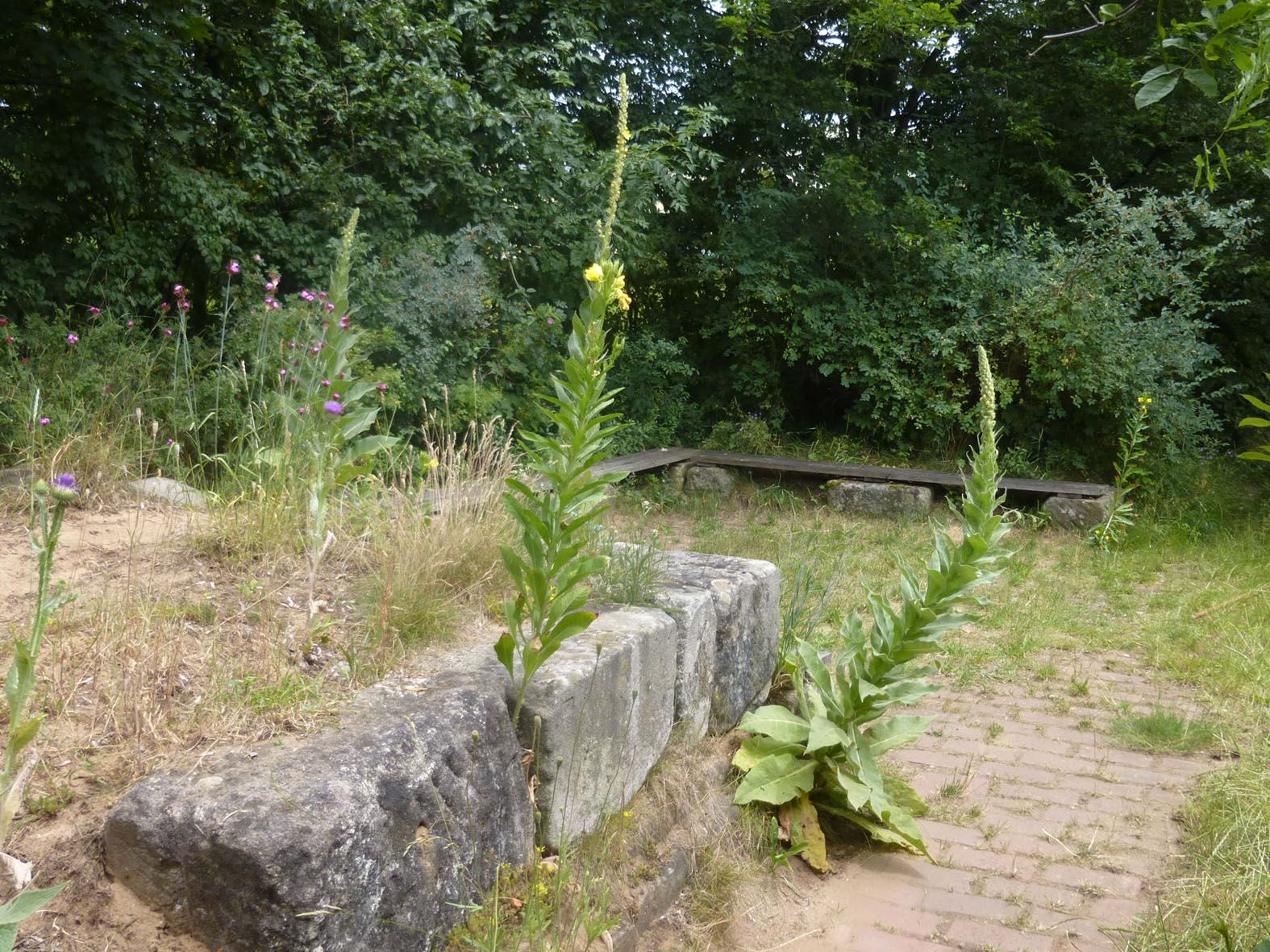 Sandhügel mit Königskerzen