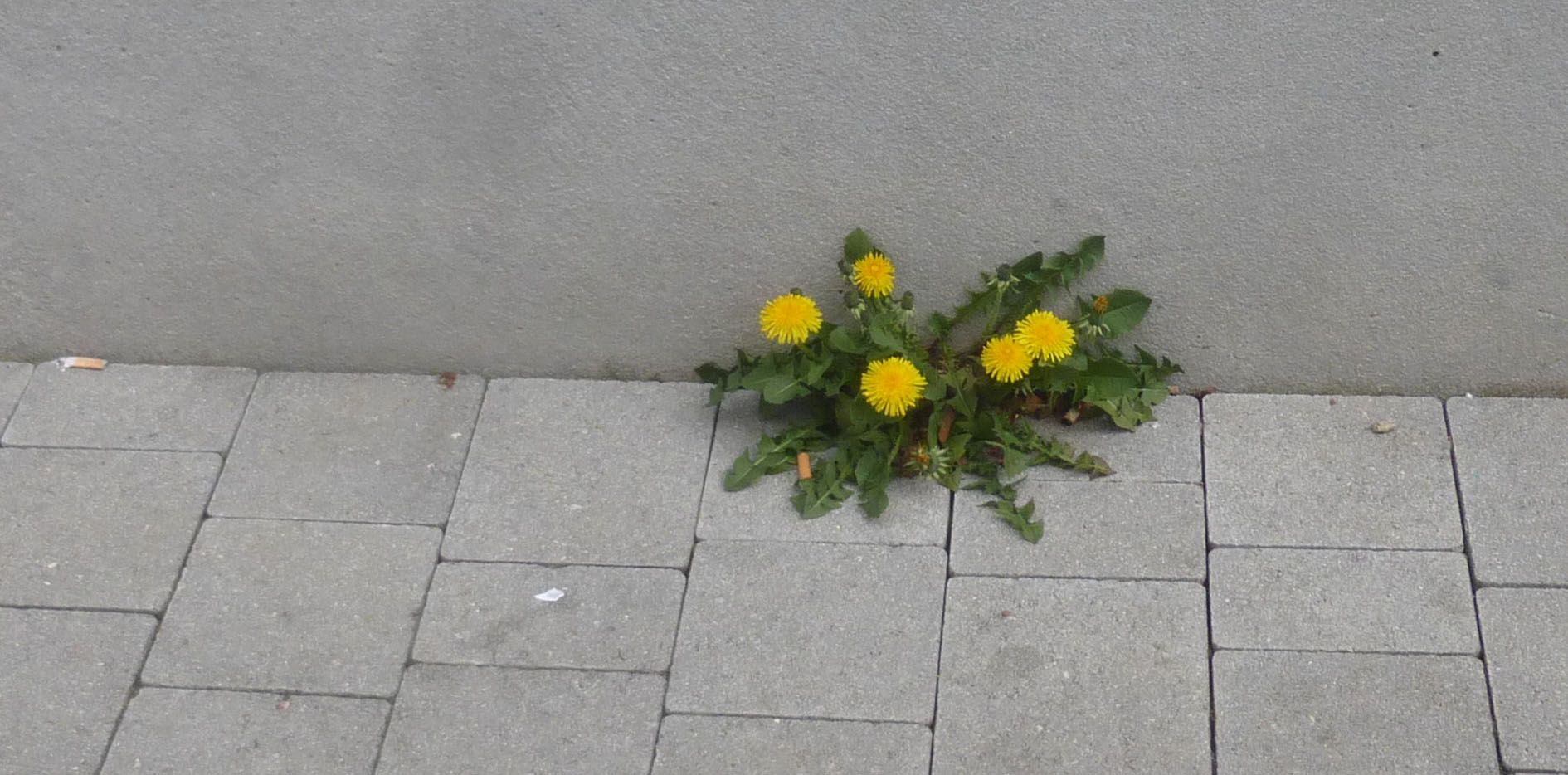 Löwenzahn beißt sich durch