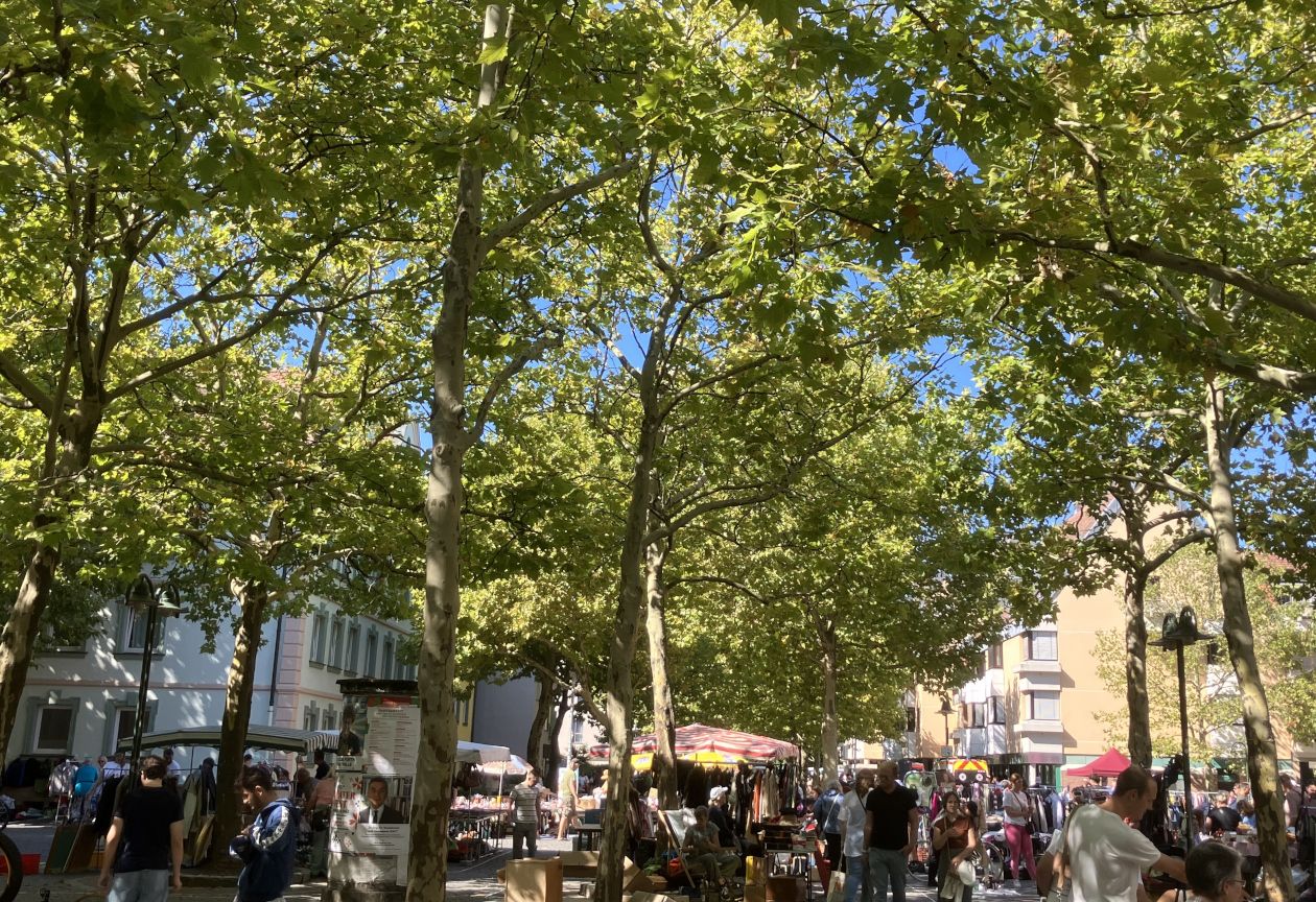 Löwenplatz, Fürth, besser leben, Bäume 