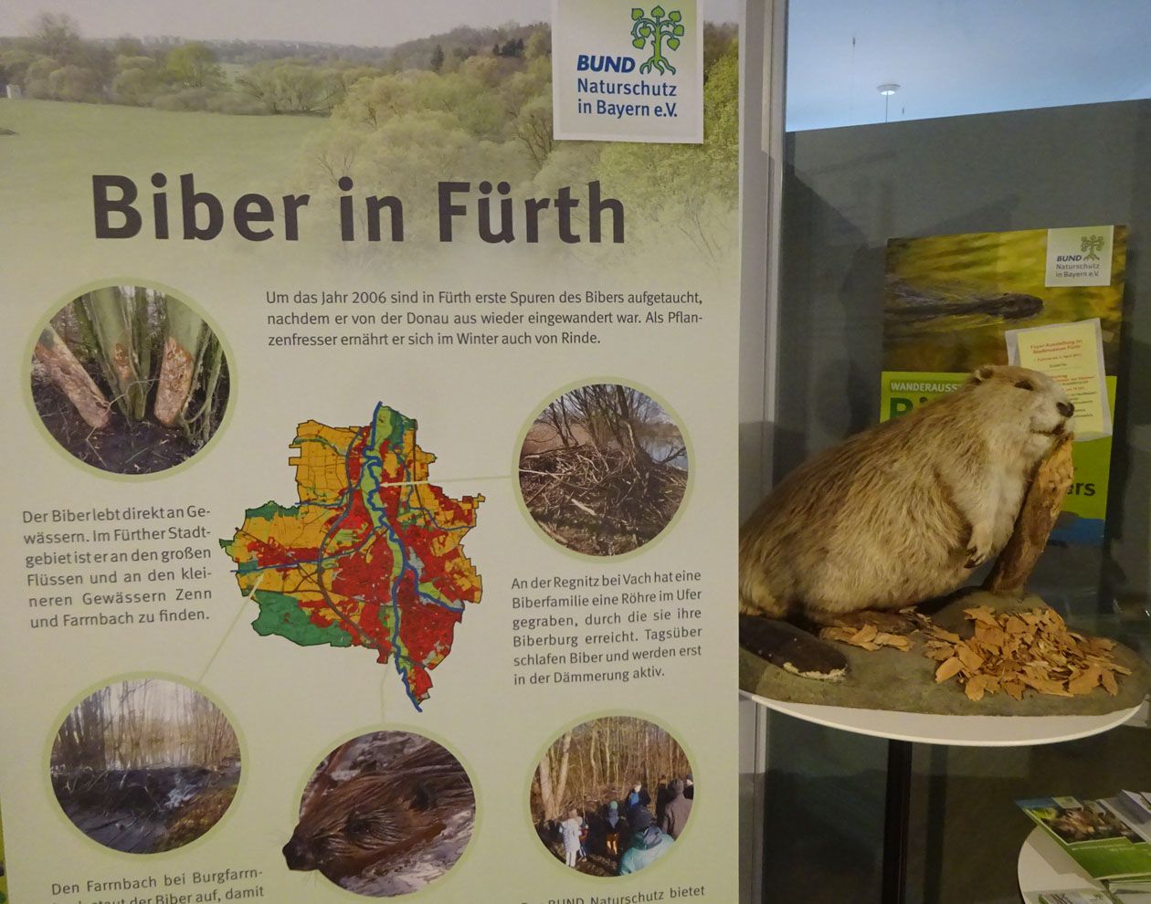 BN-Biberausstellung im Stadtmuseum Fürth