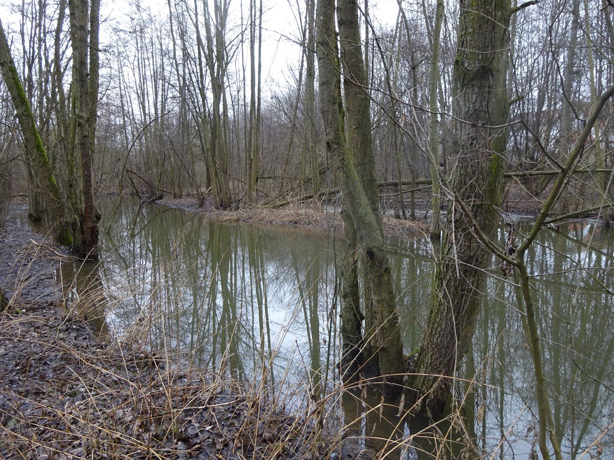 Am Biberteich am Farrnbach