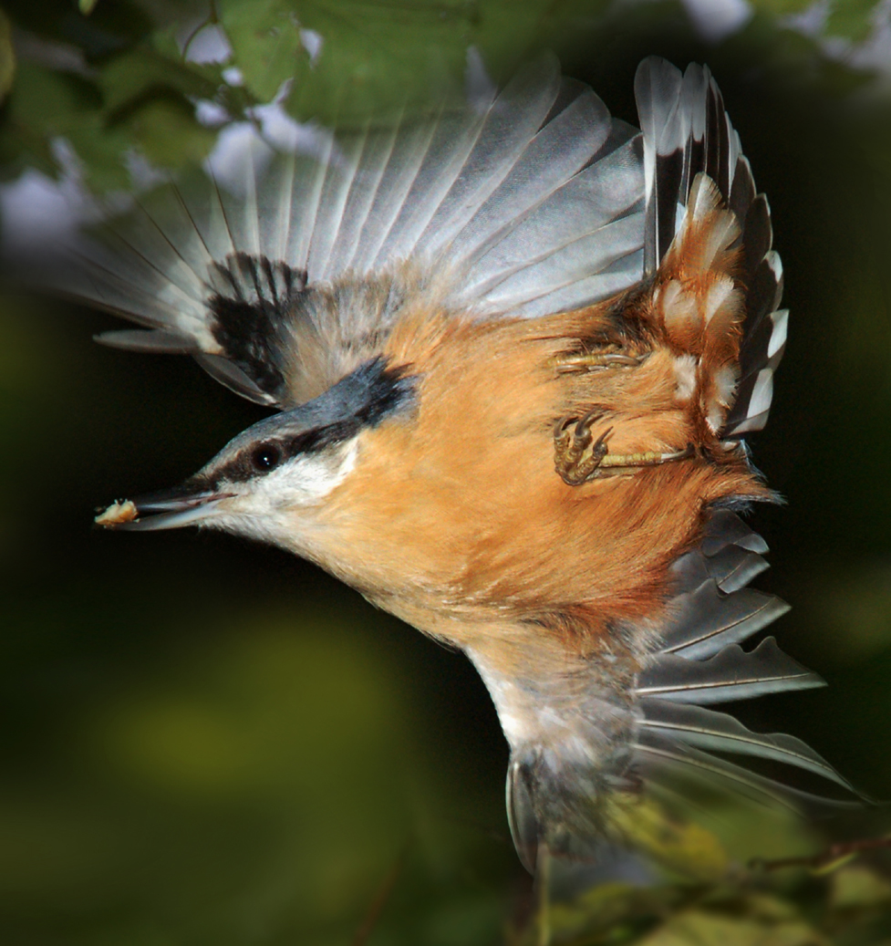 Kleiber im Flug, Foto: Gunnar Förg Kleiber im Flug, Foto: Gunnar Förg