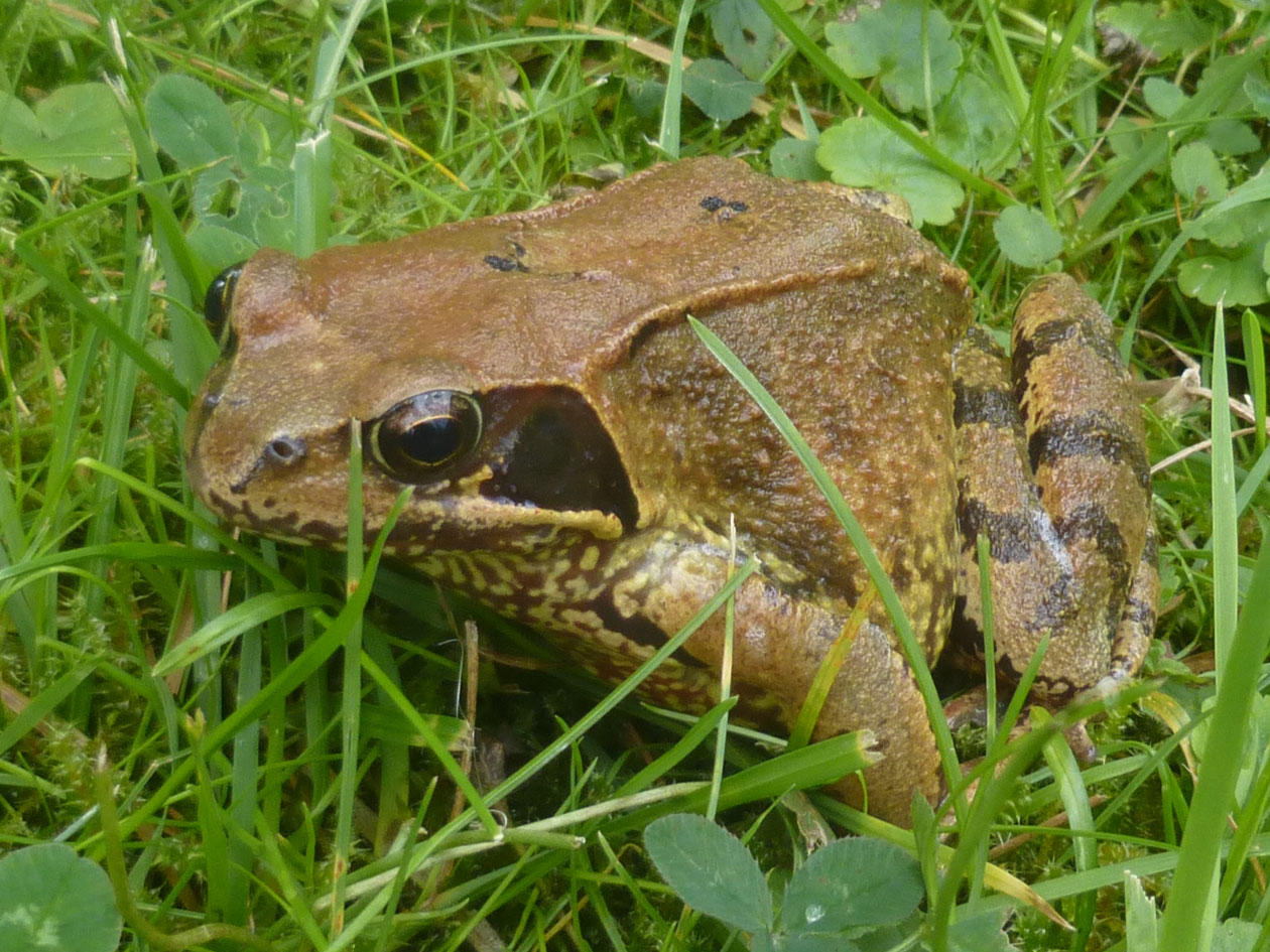 Foto: Reinhard Scheuerlein Grasfrosch Garten