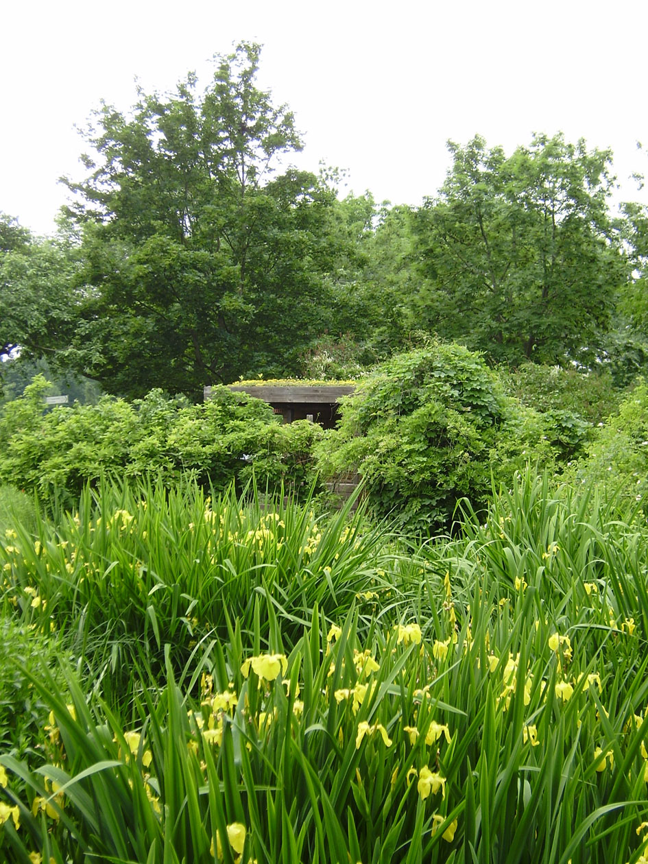 Feuchtbiotop mit Blüte der Wasserschwertlilie