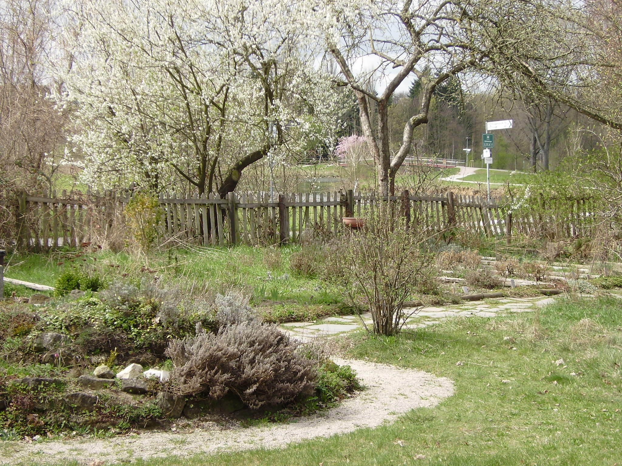 Kräuterspirale mit Blüte der Kirschpflaume