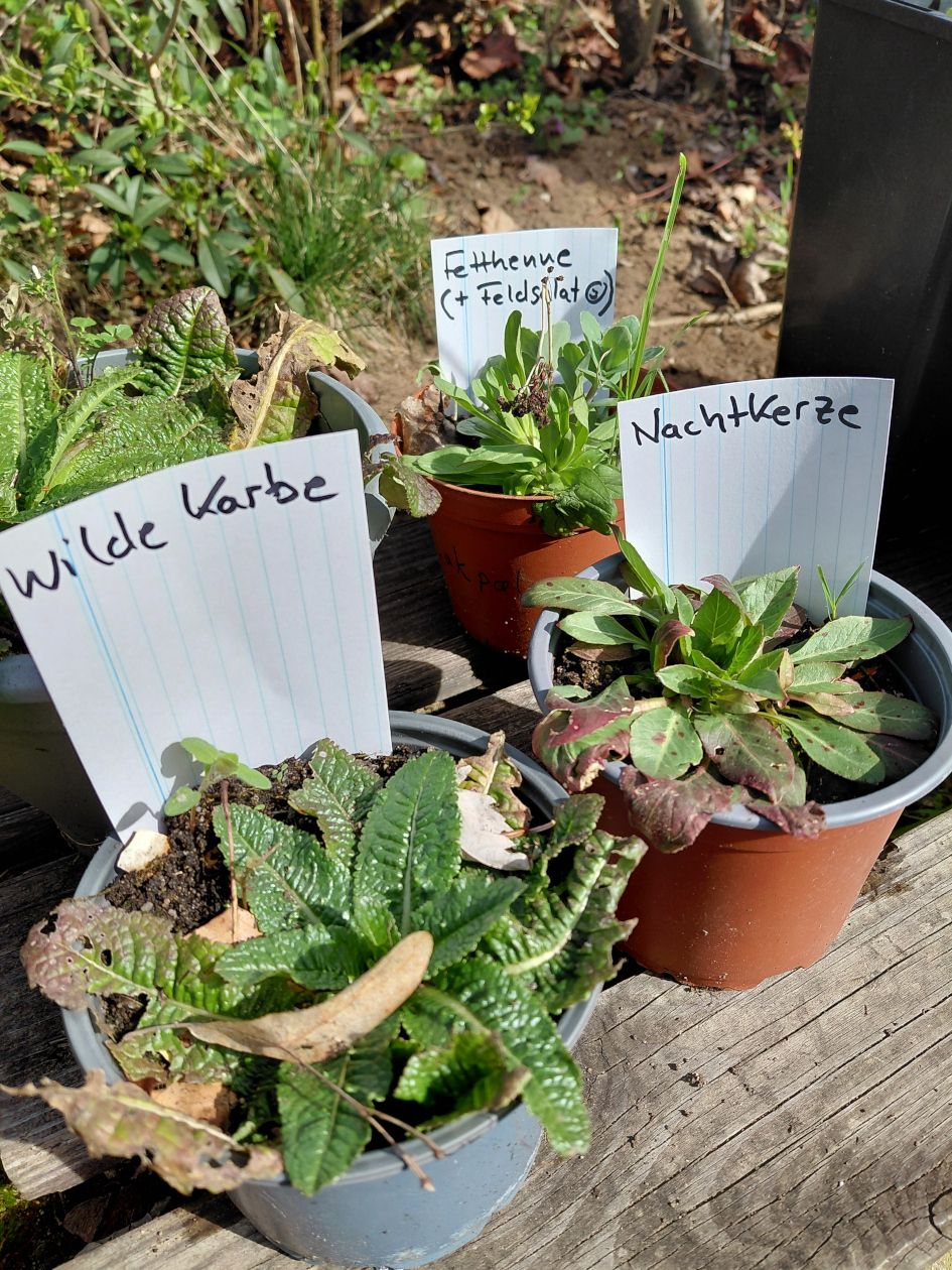 Pflanzentauschbörse 2026 Garten BUND Naturschutz Fürth