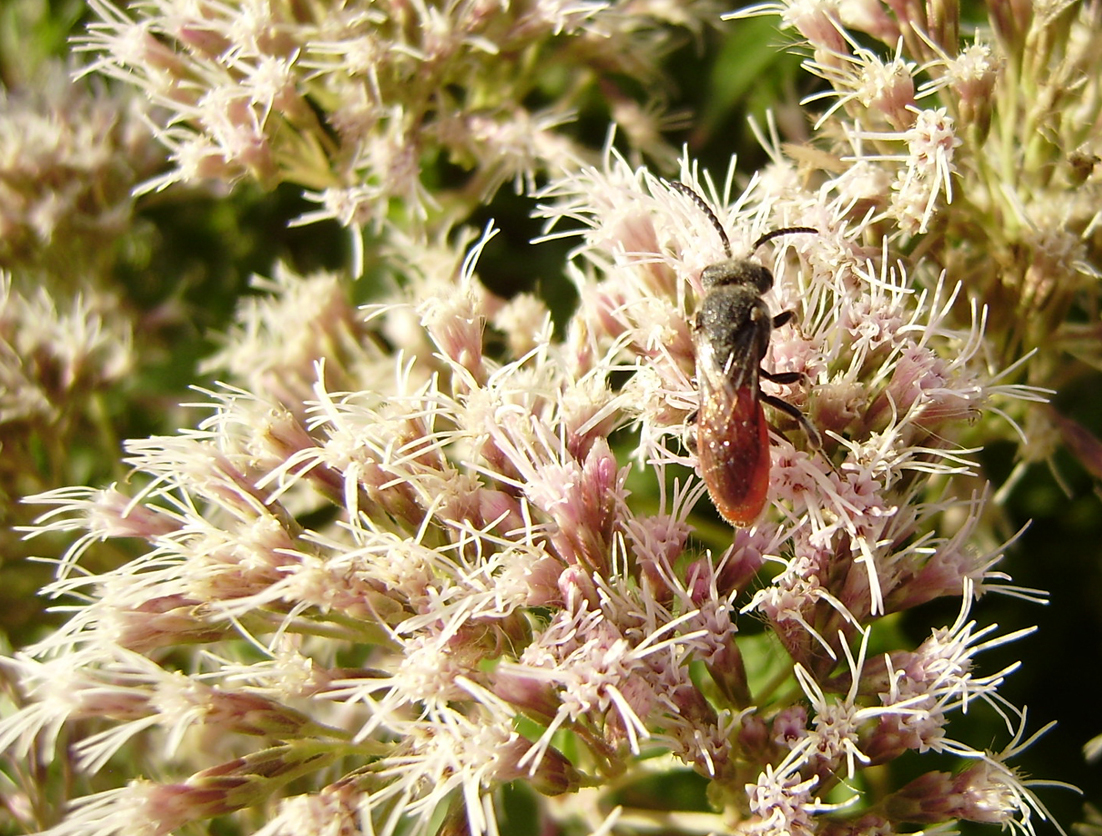 Blutbiene auf Blüte von Wasserdost