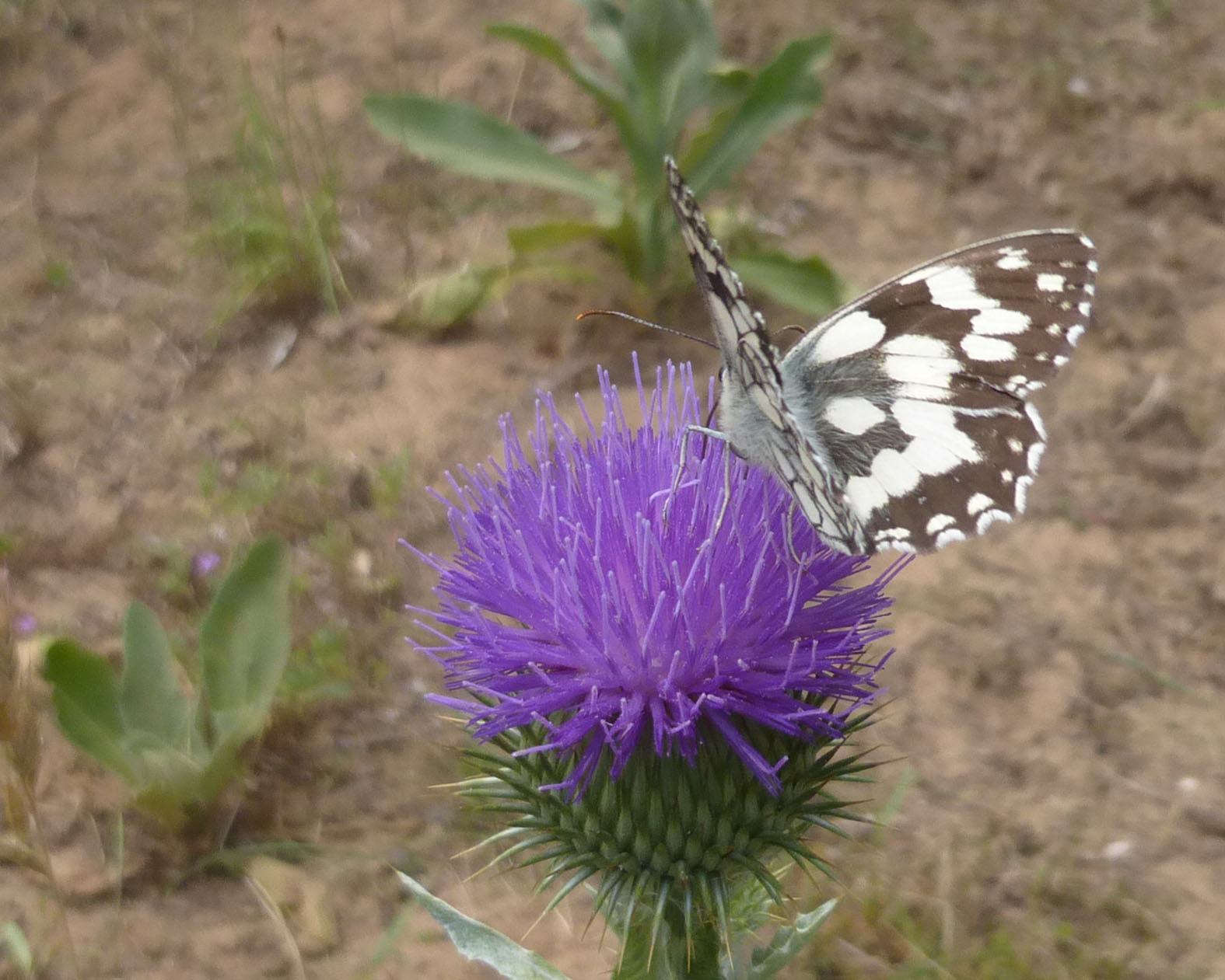 Schachbrettfalter auf Eselsdistel