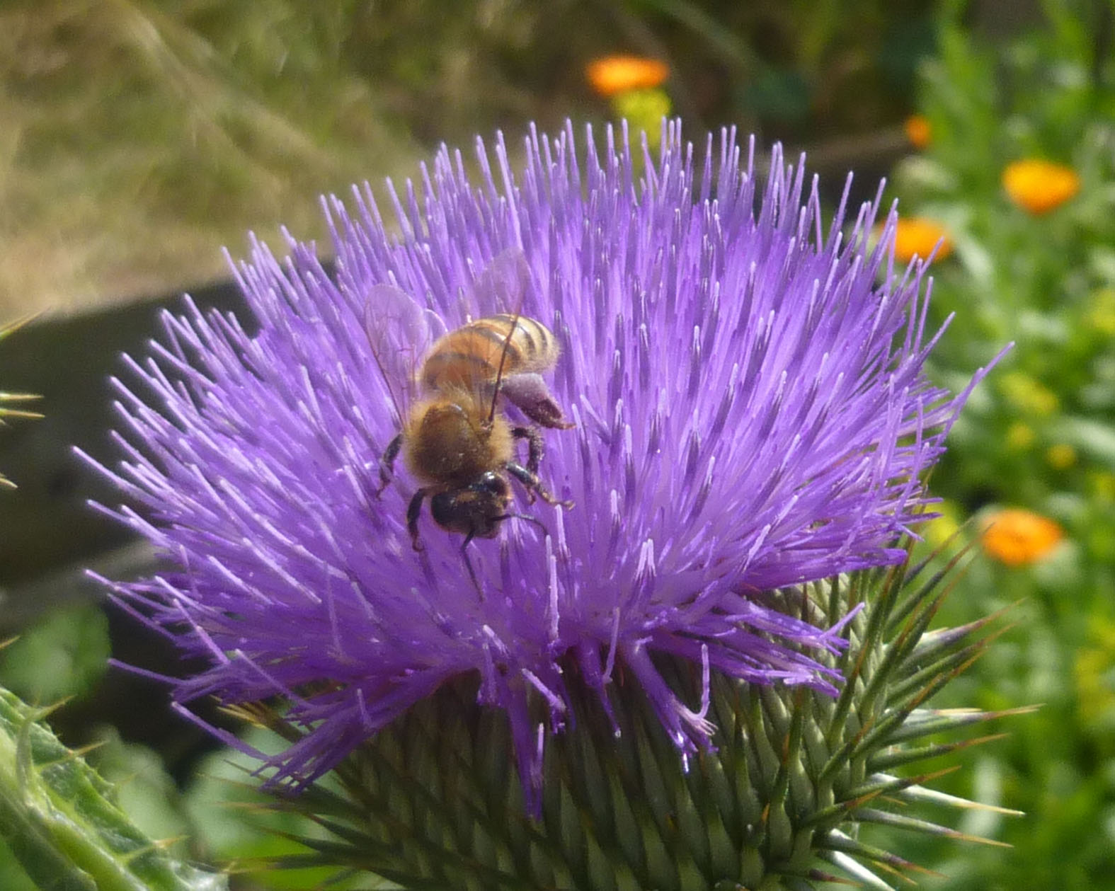 Honigbiene auf der Blüte der Eselsdistel