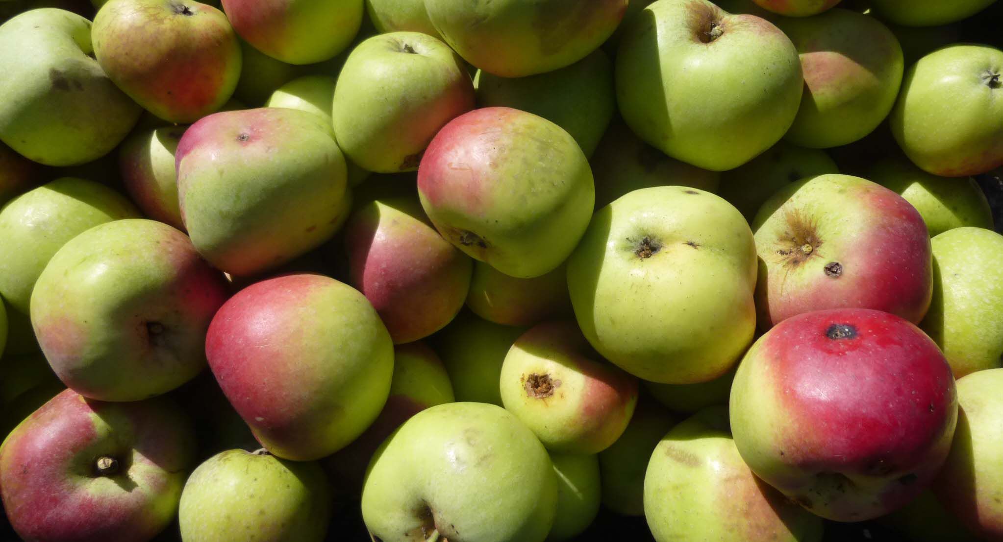 Apfelernte im BN-Garten