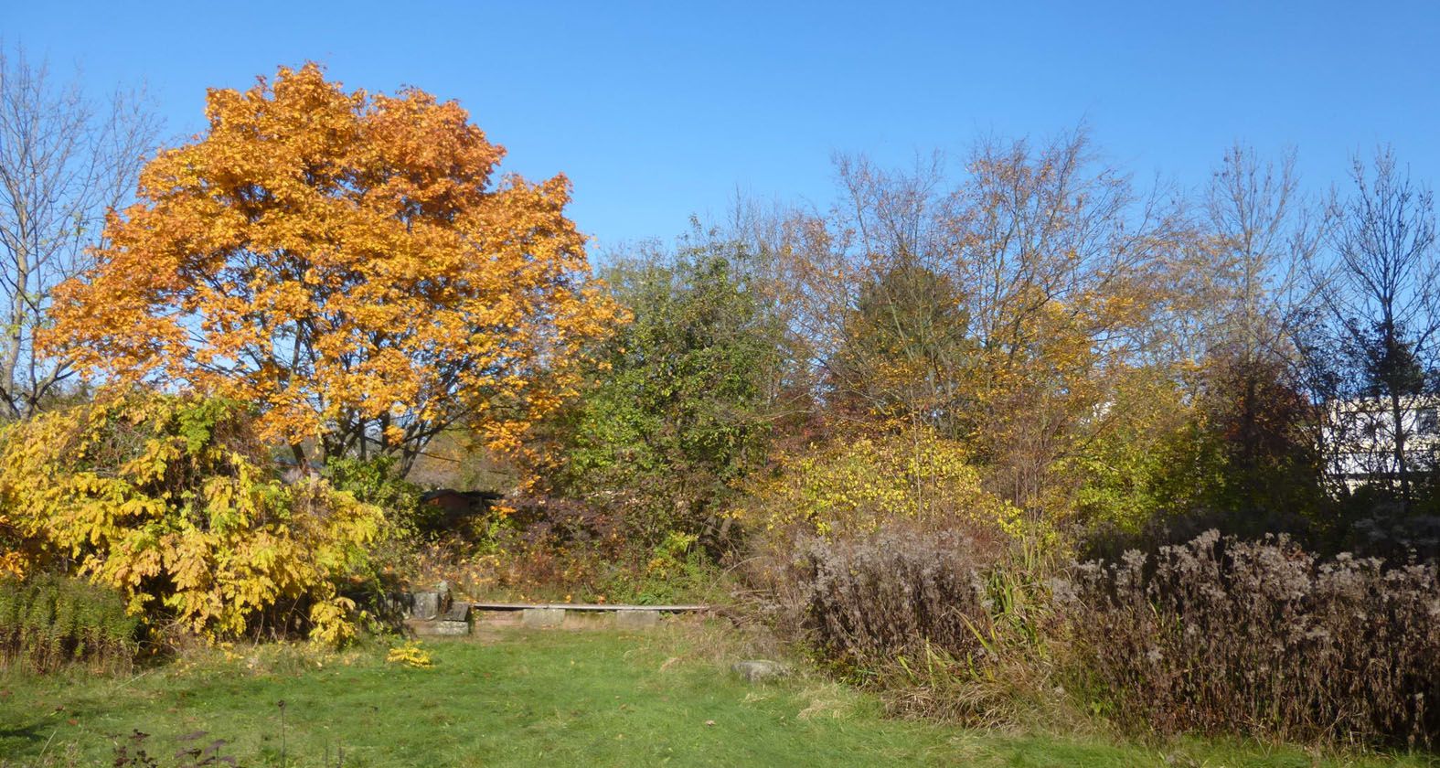 Herbstlicher BN-Garten in Fürth