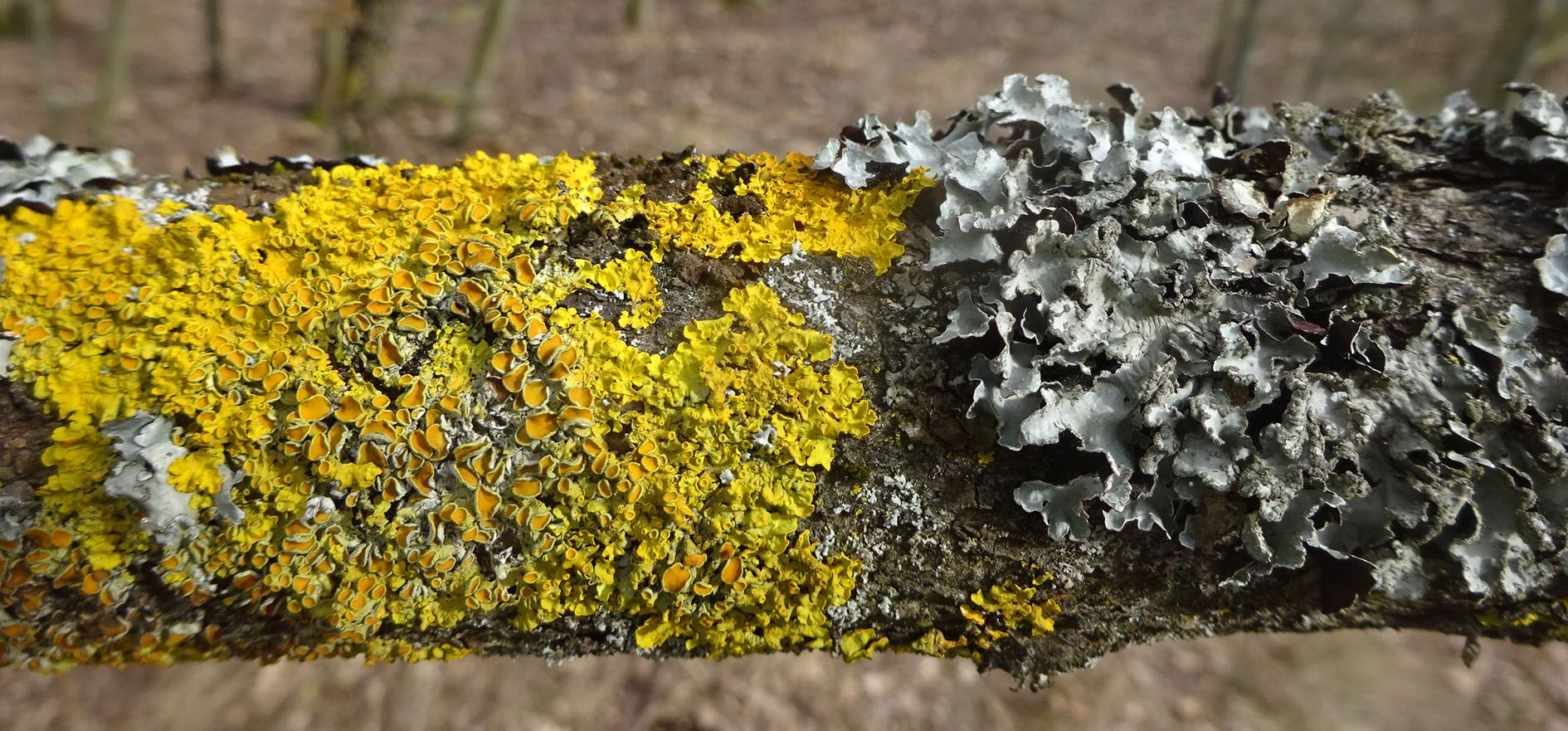Zwei Flechten im Vorfrühling Zwei Flechten im Vorfrühling