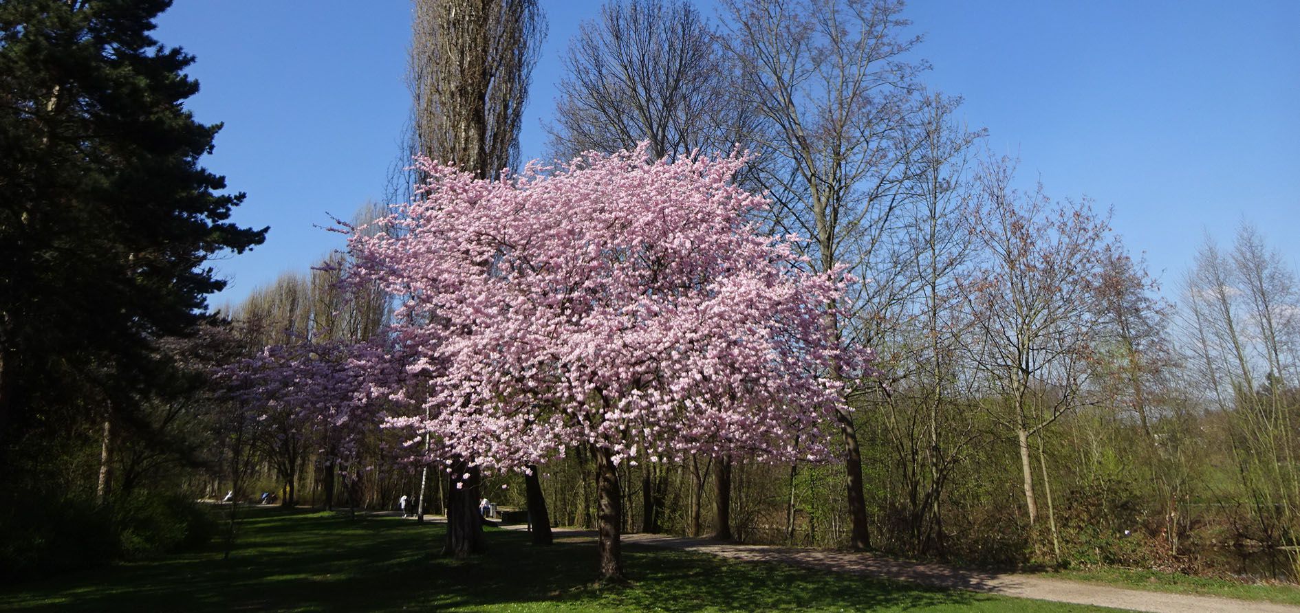 Blüte im Fürther Stadtpark Blüte im Fürther Stadtpark